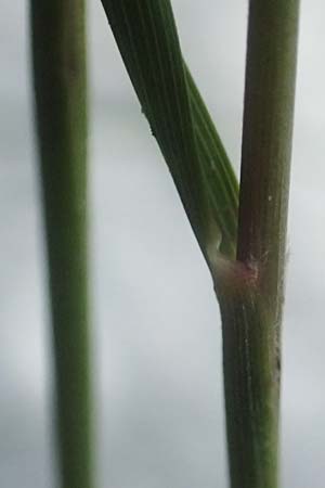 Stipa calamagrostis \ Silber-Raugras, Silber-�hrengras / Rough Feather-Grass, Silver Spike Grass, D Beuron 26.6.2018