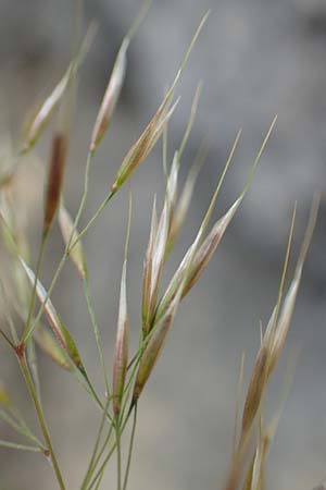 Stipa calamagrostis \ Silber-Raugras, Silber-�hrengras / Rough Feather-Grass, Silver Spike Grass, D Beuron 26.6.2018