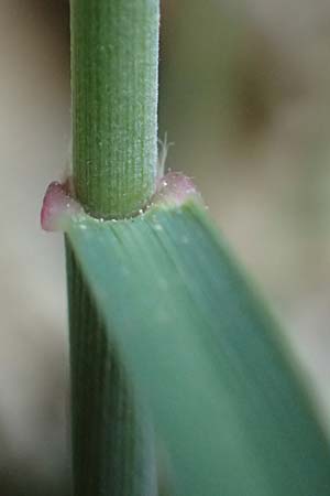 Stipa calamagrostis \ Silber-Raugras, Silber-�hrengras / Rough Feather-Grass, Silver Spike Grass, D Beuron 26.6.2018