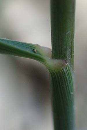 Stipa calamagrostis \ Silber-Raugras, Silber-�hrengras / Rough Feather-Grass, Silver Spike Grass, D Beuron 26.6.2018