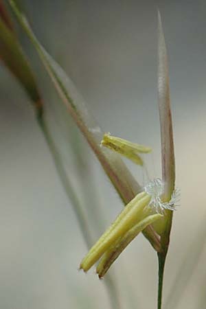 Stipa calamagrostis \ Silber-Raugras, Silber-�hrengras / Rough Feather-Grass, Silver Spike Grass, D Beuron 26.6.2018