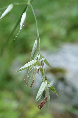Arrhenatherum elatius \ Gew�hnlicher Glatthafer / Bulbous Oat Grass, Tall Oat Grass, D Beuron 27.6.2018