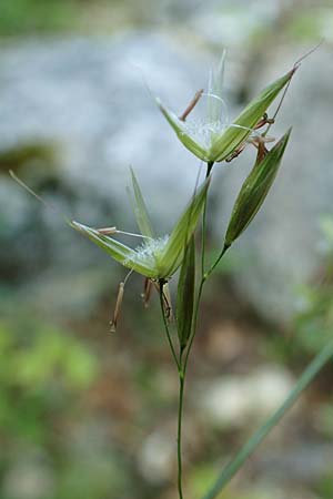 Arrhenatherum elatius \ Gew�hnlicher Glatthafer / Bulbous Oat Grass, Tall Oat Grass, D Beuron 27.6.2018