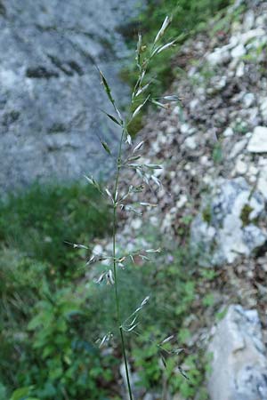 Arrhenatherum elatius \ Gew�hnlicher Glatthafer / Bulbous Oat Grass, Tall Oat Grass, D Beuron 27.6.2018