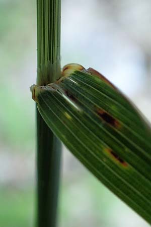 Arrhenatherum elatius \ Gew�hnlicher Glatthafer / Bulbous Oat Grass, Tall Oat Grass, D Beuron 27.6.2018