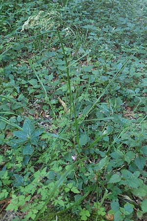 Festuca altissima \ Wald-Schwingel / Wood Fescue, D Beuron 27.6.2018