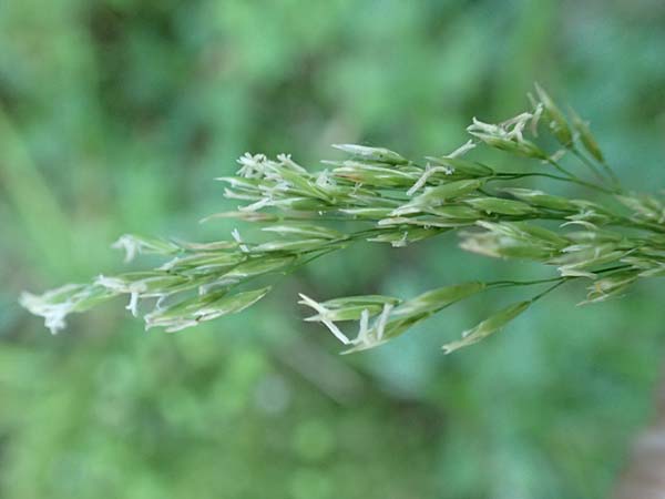Festuca altissima \ Wald-Schwingel / Wood Fescue, D Beuron 27.6.2018