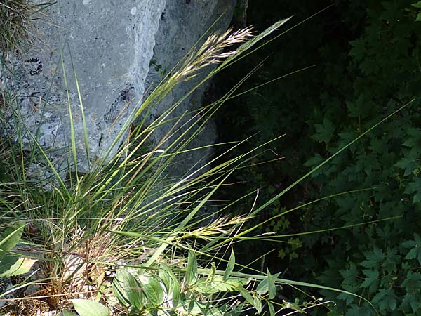 Stipa calamagrostis \ Silber-Raugras, Silber-�hrengras / Rough Feather-Grass, Silver Spike Grass, D Beuron 27.6.2018