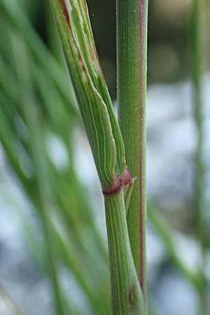 Stipa calamagrostis \ Silber-Raugras, Silber-�hrengras / Rough Feather-Grass, Silver Spike Grass, D Beuron 27.6.2018