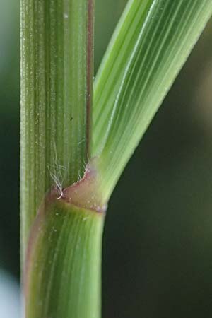 Stipa calamagrostis \ Silber-Raugras, Silber-�hrengras / Rough Feather-Grass, Silver Spike Grass, D Beuron 27.6.2018
