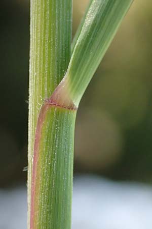 Stipa calamagrostis \ Silber-Raugras, Silber-�hrengras / Rough Feather-Grass, Silver Spike Grass, D Beuron 27.6.2018