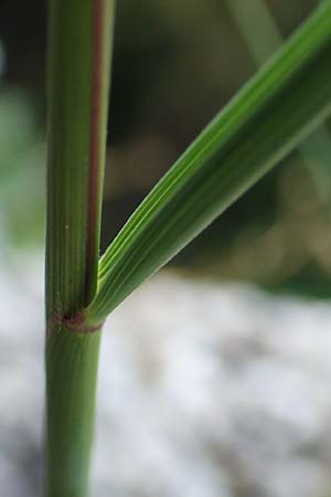Stipa calamagrostis \ Silber-Raugras, Silber-�hrengras / Rough Feather-Grass, Silver Spike Grass, D Beuron 27.6.2018