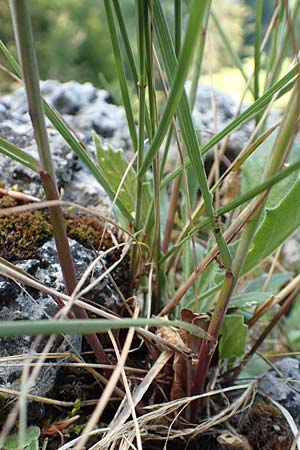Stipa calamagrostis \ Silber-Raugras, Silber-�hrengras / Rough Feather-Grass, Silver Spike Grass, D Beuron 27.6.2018