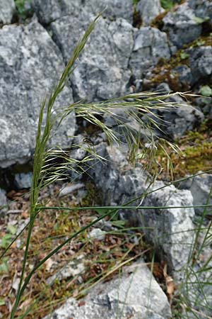 Stipa calamagrostis \ Silber-Raugras, Silber-�hrengras / Rough Feather-Grass, Silver Spike Grass, D Beuron 27.6.2018