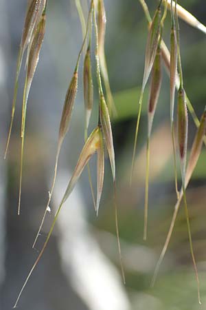 Stipa calamagrostis \ Silber-Raugras, Silber-�hrengras / Rough Feather-Grass, Silver Spike Grass, D Beuron 27.6.2018