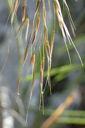 Stipa calamagrostis \ Silber-Raugras, Silber-�hrengras / Rough Feather-Grass, Silver Spike Grass, D Beuron 27.6.2018
