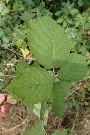 Rubus scabrosus \ Weser-Haselblatt-Brombeere, Kratzige Haselblatt-Brombeere / Weser Bramble, D Odenwald, M&ouml;rlenbach 5.7.2018