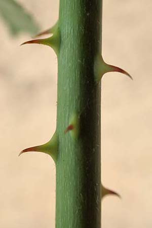 Rubus scabrosus \ Weser-Haselblatt-Brombeere, Kratzige Haselblatt-Brombeere / Weser Bramble, D Odenwald, M&ouml;rlenbach 5.7.2018