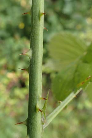 Rubus scabrosus \ Weser-Haselblatt-Brombeere, Kratzige Haselblatt-Brombeere / Weser Bramble, D Odenwald, M&ouml;rlenbach 5.7.2018
