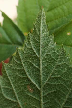 Rubus scabrosus \ Weser-Haselblatt-Brombeere, Kratzige Haselblatt-Brombeere / Weser Bramble, D Odenwald, M&ouml;rlenbach 5.7.2018