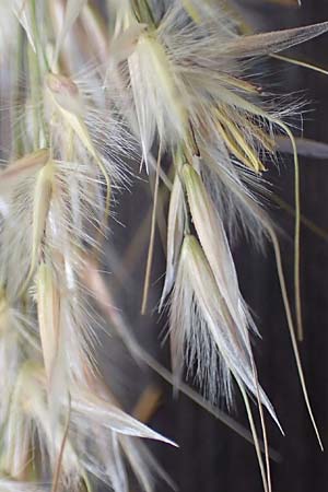 Stipa calamagrostis \ Silber-Raugras, Silber-�hrengras / Rough Feather-Grass, Silver Spike Grass, D Beuron 27.6.2018