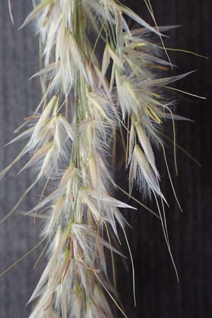 Stipa calamagrostis \ Silber-Raugras, Silber-�hrengras / Rough Feather-Grass, Silver Spike Grass, D Beuron 27.6.2018