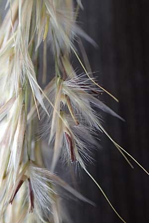 Stipa calamagrostis \ Silber-Raugras, Silber-�hrengras / Rough Feather-Grass, Silver Spike Grass, D Beuron 27.6.2018