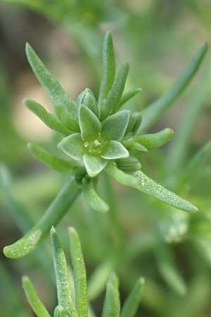 Scleranthus annuus \ Einj&auml;hriges Kn�uelkraut / Annual Knawel, D Gladenbach 8.10.2018