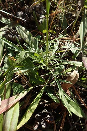 Scabiosa canescens \ Graue Skabiose, Duft-Skabiose / Fragrant Scabious, D Mainz 10.10.2018