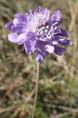 Scabiosa canescens \ Graue Skabiose, Duft-Skabiose / Fragrant Scabious, D Mainz 10.10.2018