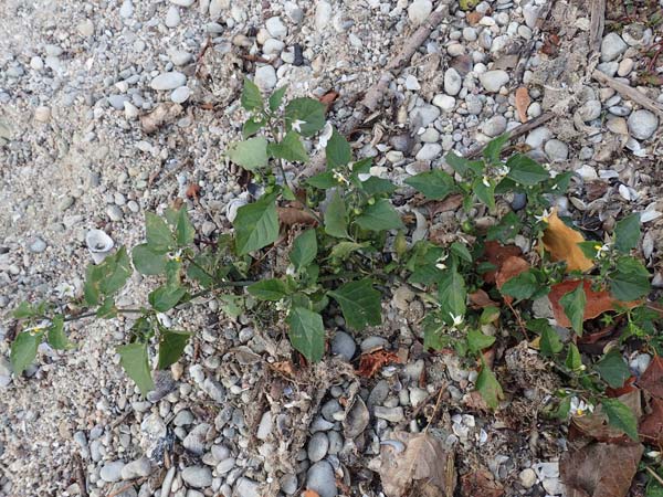 Solanum chenopodioides ? \ G�nsefu�bl�ttriger Nachtschatten, Zierlicher Nachtschatten / Whitetip Nightshade, Goosefoot Nightshade, D Mannheim 11.10.2018