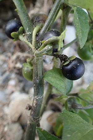 Solanum chenopodioides ? \ G�nsefu�bl�ttriger Nachtschatten, Zierlicher Nachtschatten / Whitetip Nightshade, Goosefoot Nightshade, D Mannheim 11.10.2018