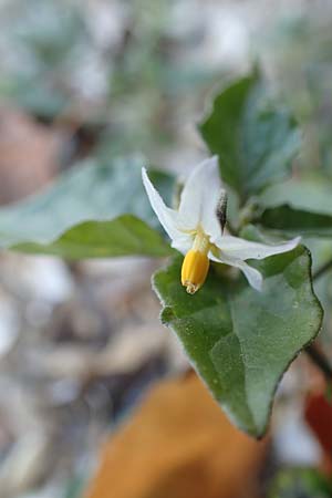 Solanum chenopodioides ? \ G�nsefu�bl�ttriger Nachtschatten, Zierlicher Nachtschatten / Whitetip Nightshade, Goosefoot Nightshade, D Mannheim 11.10.2018