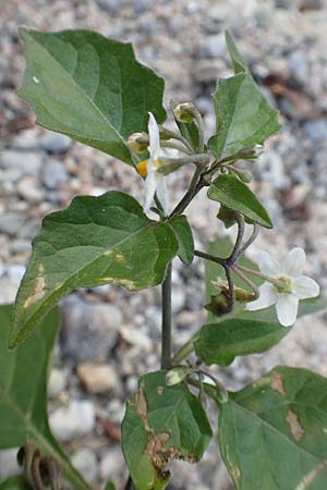 Solanum chenopodioides ? \ G�nsefu�bl�ttriger Nachtschatten, Zierlicher Nachtschatten / Whitetip Nightshade, Goosefoot Nightshade, D Mannheim 11.10.2018