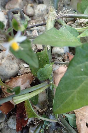 Solanum chenopodioides ? \ G�nsefu�bl�ttriger Nachtschatten, Zierlicher Nachtschatten / Whitetip Nightshade, Goosefoot Nightshade, D Mannheim 11.10.2018