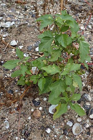 Solanum chenopodioides \ G�nsefu�bl�ttriger Nachtschatten, Zierlicher Nachtschatten / Whitetip Nightshade, Goosefoot Nightshade, D K&ouml;ln-Langel 22.10.2018