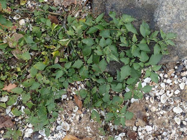 Solanum chenopodioides \ G�nsefu�bl�ttriger Nachtschatten, Zierlicher Nachtschatten / Whitetip Nightshade, Goosefoot Nightshade, D K&ouml;ln-Langel 22.10.2018