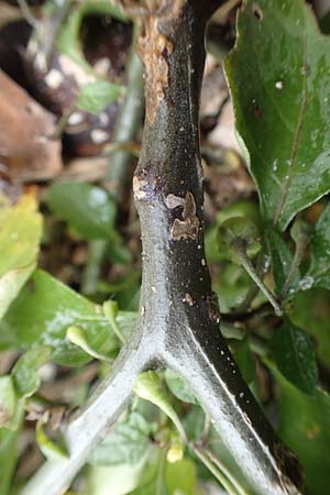 Solanum chenopodioides \ G�nsefu�bl�ttriger Nachtschatten, Zierlicher Nachtschatten / Whitetip Nightshade, Goosefoot Nightshade, D K&ouml;ln-Langel 22.10.2018