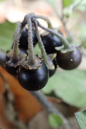 Solanum chenopodioides \ G�nsefu�bl�ttriger Nachtschatten, Zierlicher Nachtschatten / Whitetip Nightshade, Goosefoot Nightshade, D K&ouml;ln-Langel 22.10.2018