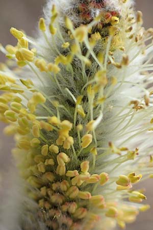 Salix caprea \ Sal-Weide / Goat Willow, D Pfalz, Speyer 6.3.2019
