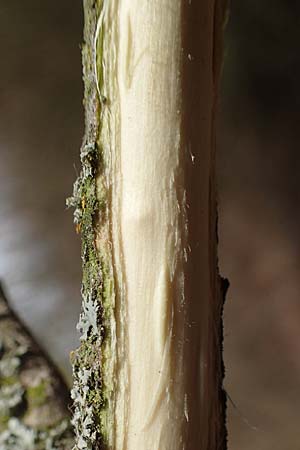 Salix caprea \ Sal-Weide / Goat Willow, D R&ouml;merberg 13.3.2019