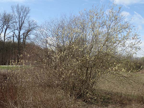 Salix caprea \ Sal-Weide / Goat Willow, D R&ouml;merberg 13.3.2019