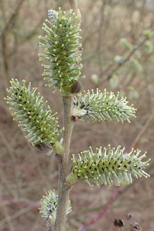 Salix caprea \ Sal-Weide / Goat Willow, D R&ouml;merberg 13.3.2019