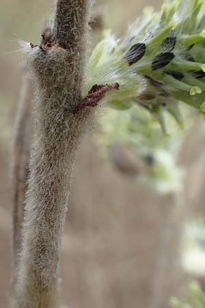 Salix caprea \ Sal-Weide / Goat Willow, D R&ouml;merberg 13.3.2019