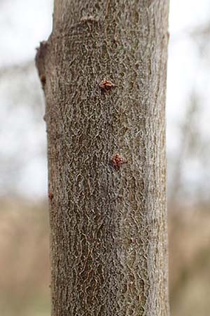 Salix caprea \ Sal-Weide / Goat Willow, D R&ouml;merberg 13.3.2019