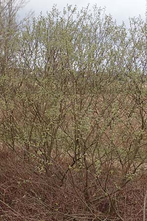 Salix caprea \ Sal-Weide / Goat Willow, D R&ouml;merberg 13.3.2019