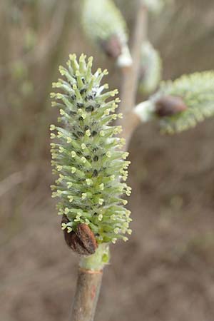 Salix caprea \ Sal-Weide / Goat Willow, D R&ouml;merberg 13.3.2019