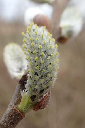 Salix caprea \ Sal-Weide / Goat Willow, D R&ouml;merberg 13.3.2019