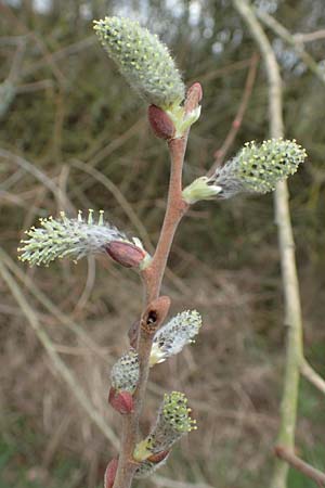 Salix cinerea \ Grau-Weide, Asch-Weide / Grey Willow, D Weinheim an der Bergstra&szlig;e 16.3.2019
