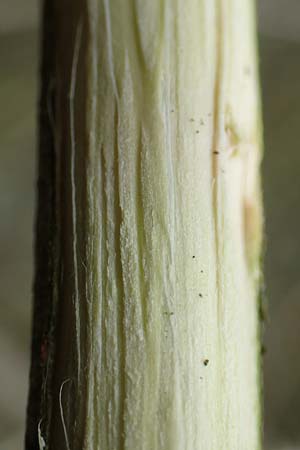 Salix cinerea \ Grau-Weide, Asch-Weide / Grey Willow, D Weinheim an der Bergstra&szlig;e 16.3.2019